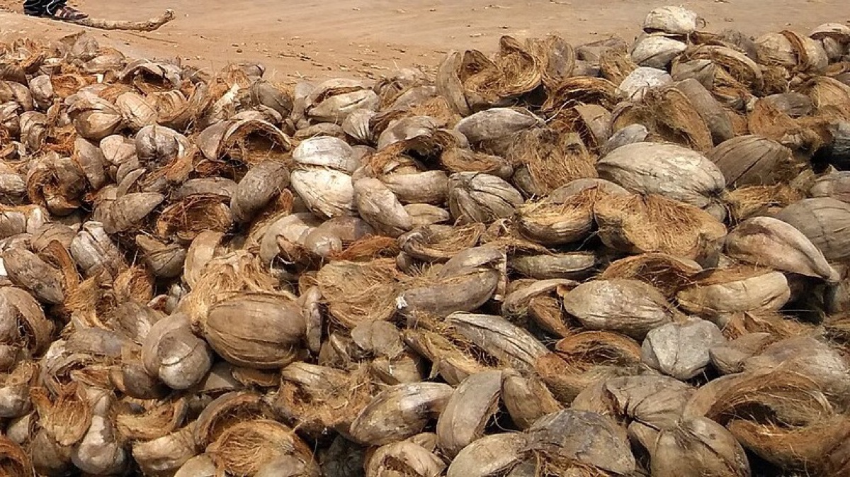Coconut husks stockpiled at a coir mill before cutting