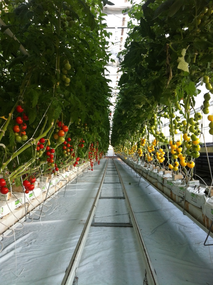 Greenhouse tomato rows growing on coco substrate slabs